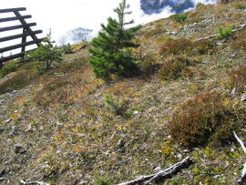 Forst-2010 (2)