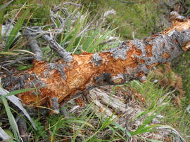 Forst-2008 (28)