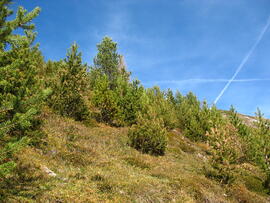 Forst-2009 (3)