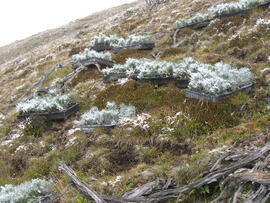 Forst-2008 (21)
