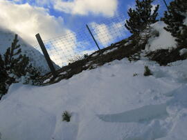 Forst-2007 (10)