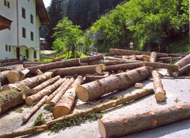 Sanierung des Waldes oberhalb des Wohnbaues JUNS I