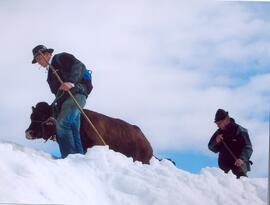 Alpenüberquerung der Tux Zillertaler Rinder über das Geiseljoch