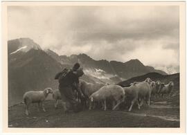 Schafe im Hochgebirge