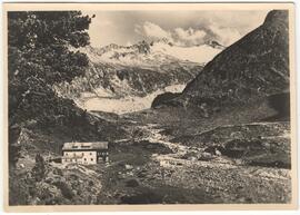 218 Alpenrose im Zemmgrund 1878m am weg z Berlinerhütte Privatbesitz