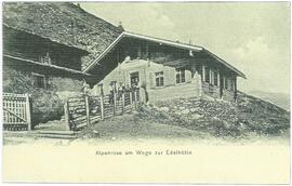 915 Alpenrose am Fellenberg weg zur Edelhütte privatbesitz Bräu Zell a Ziller