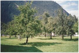 Birnbäume in Dorf Haus