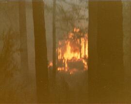 Brand eines Bienenhauses oberhalb Bahnhof Hochzirl