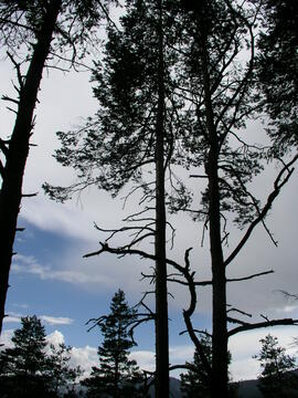 Waldbrand Hochzirl