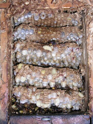 Original digitales Objekt not accessible