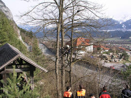 Bergung einer Katze vom Baum, Schloßbachklamm