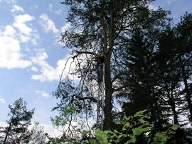 Hilfeleistung für Bundesdenkmalamt, Fotometrische Vermessung der Ruine Fragenstein