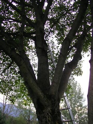 Original digitales Objekt not accessible