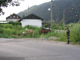 Einfangen freilaufender Pferde beim Bahnhof Zirl