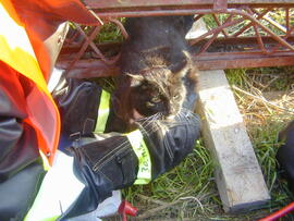 Rettung einer eingeklemmten Katze auf einer Baustelle im Xanderweg