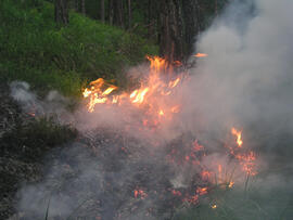 Waldbrand im Bereich Kaiserstand durch Blitzschlag