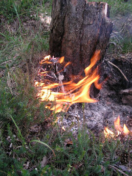 Waldbrand im Bereich Martinswand