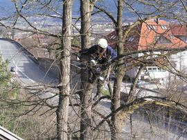 Bergung einer Katze vom Baum, Schloßbachklamm