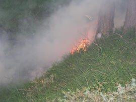 Waldbrand im Bereich Kaiserstand durch Blitzschlag