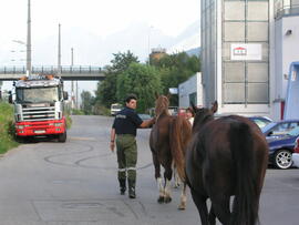 Einfangen freilaufender Pferde beim Bahnhof Zirl